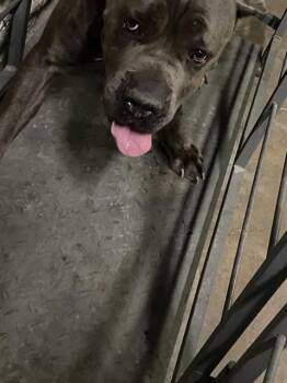 BOWSER -  Cane Corso Dog for Adoption in Dallas, Texas - BOWSER | PetCurious