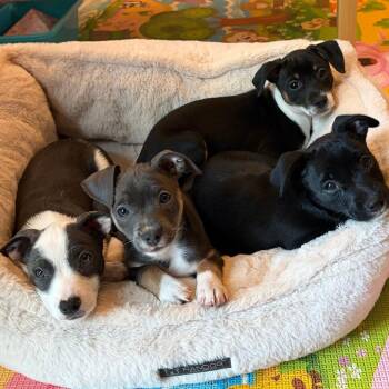 Chihuahua Dogs Available for Adoption in Chesapeake, Virginia - Barry | PetCurious