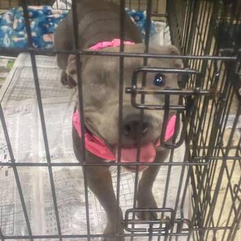 Mixed Breed Dogs Available for Adoption in Huntington, West Virginia - Precious | PetCurious