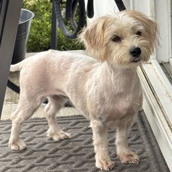Ms. Marvelous Blossom -  Maltese and Yorkshire Terrier Dog for Adoption in Ridgefield, Washington - Ms. Marvelous Blossom | PetCurious