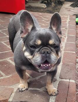 Keke -  French Bulldog Dog for Adoption - Keke | PetCurious