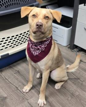 Ashton -  Labrador Retriever Dog for Adoption in Sedalia, Colorado - Ashton | PetCurious