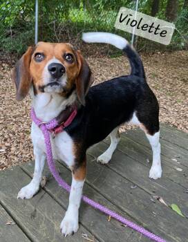 Beagle Dogs Available for Adoption in Prince Frederick, Maryland - Violette | PetCurious