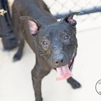 Biscotti -  Mixed Breed Dog for Adoption in Abilene, Texas - Biscotti | PetCurious