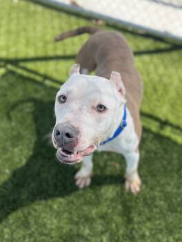 Rescue Mixed Breed Dogs for Adoption in Pontiac, Michigan - Noodle | PetCurious