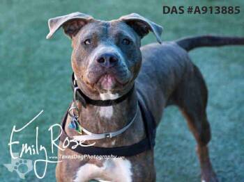 American Staffordshire Terrier and Mixed Breed Dogs Available for Adoption in Dallas, Texas - RACHEL | PetCurious