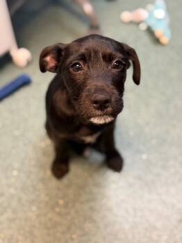 Mahi -  Schnauzer and Terrier Dog for Adoption in Lovingston, Virginia - Mahi | PetCurious