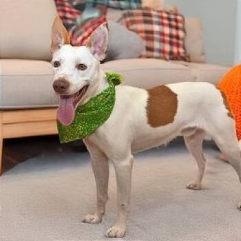 Rescue Pit Bull Terrier Dogs for Adoption in Brock, Texas - Judd | PetCurious