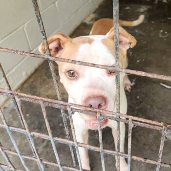 Rescue Pit Bull Terrier and Mixed Breed Dogs for Adoption in Evensville, Tennessee - Barney | PetCurious