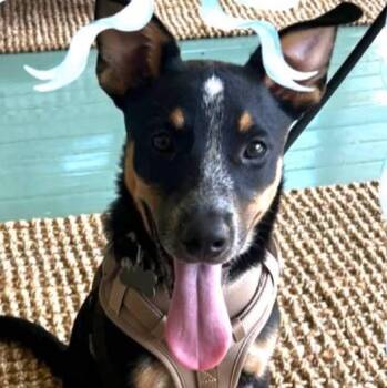 Possum -  Australian Cattle Dog Blue Heeler Dog for Adoption in Marseilles, Illinois - Possum | PetCurious