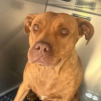 Sandy -  Pit Bull Terrier Dog for Adoption in Philadelphia, Pennsylvania - Sandy | PetCurious