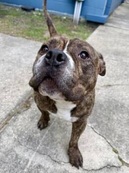 Bobo -  Boxer and Mixed Breed Dog for Adoption in New Orleans, Louisiana - Bobo | PetCurious