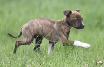 Chihuahua and Australian Shepherd Dogs Available for Adoption in Mechanicsburg, Pennsylvania - Charlie | PetCurious