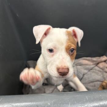 Leo -  Mixed Breed Dog for Adoption in Ardmore, Oklahoma - Leo | PetCurious