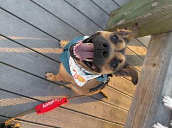 Pinky -  Boxer Dog for Adoption in Tampa, Florida - Pinky | PetCurious