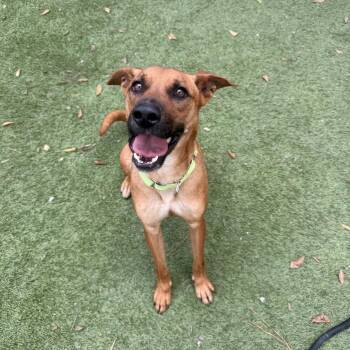 Black Mouth Cur and Terrier Dogs Available for Adoption - Draco | PetCurious