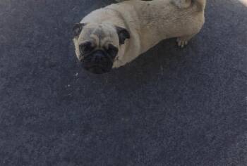 Pug Dogs Available for Adoption - Myrtle | PetCurious
