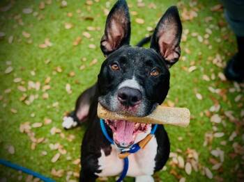 POLO -  Labrador Retriever and Mixed Breed Dog for Adoption in Orlando, Florida - POLO | PetCurious