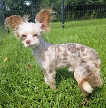 BROTHER -  Chihuahua Dog for Adoption in Belmont, New York - BROTHER | PetCurious