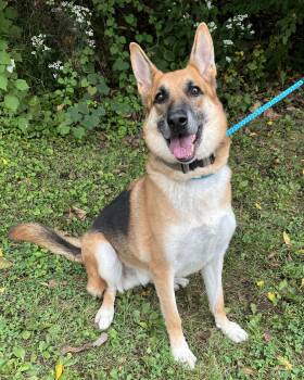 Zeus -  German Shepherd Dog Dog for Adoption in New Hope, Pennsylvania - Zeus | PetCurious