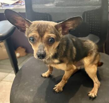 Chihuahua Dogs Available for Adoption in Northwood, Ohio - WHOPPING 4 LBS!! | PetCurious