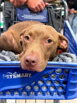 Dusty -  Pit Bull Terrier and Mixed Breed Dog for Adoption - Dusty | PetCurious