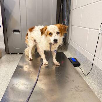 Chucho -  Mixed Breed and Cocker Spaniel Dog for Adoption in Englewood, Florida - Chucho | PetCurious