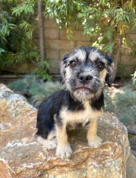 Terrier and Poodle Dogs Available for Adoption in Thousand Oaks, California - Lexus | PetCurious