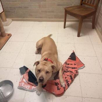 Freddie D -  Mixed Breed Dog for Adoption in Davenport, Iowa - Freddie D | PetCurious