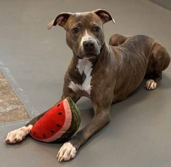 Georgia -  Pit Bull Terrier and Mixed Breed Dog for Adoption in New Orleans, Louisiana - Georgia | PetCurious