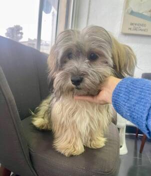 Havanese Dogs Available for Adoption in Escondido, California - Booker | PetCurious