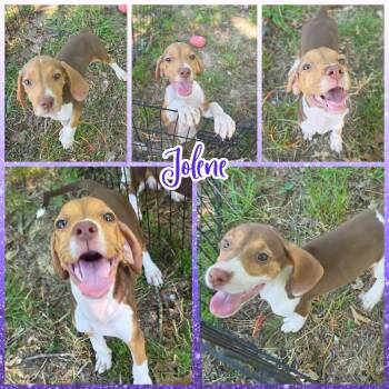 Jolene -  Treeing Walker Coonhound Dog for Adoption in Blacksburg, South Carolina - Jolene | PetCurious