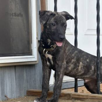 Roman -  Shepherd Dog for Adoption in Patchogue, New York - Roman | PetCurious