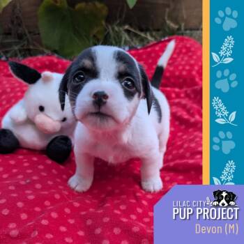 Devon -  Chihuahua Dog for Adoption in Spokane, Washington - Devon | PetCurious