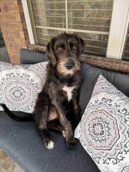 Heidi -  German Wirehaired Pointer and Giant Schnauzer Dog for Adoption - Heidi | PetCurious