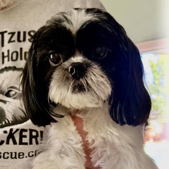 Mirabella Turner -  Shih Tzu Dog for Adoption in Plano, Texas - Mirabella Turner | PetCurious