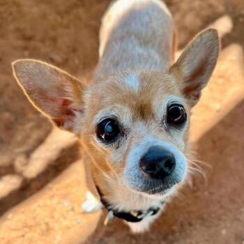 Lil Bit -  Chihuahua Dog for Adoption in Wappingers Falls, New York - Lil Bit | PetCurious
