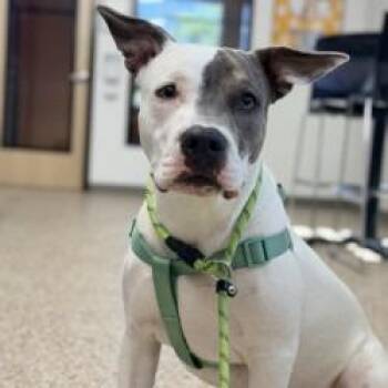 Chance -  American Staffordshire Terrier and Mixed Breed Dog for Adoption in Bullhead City, Arizona - Chance | PetCurious