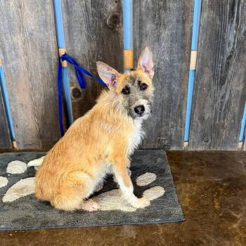 Terrier Dogs Available for Adoption in New Berlin, Wisconsin - THEODORE   $425 | PetCurious