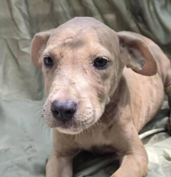 Andrew -  Hound Dog for Adoption in Mount Hermon, Louisiana - Andrew | PetCurious