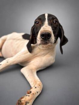 Blondie -  Pointer and Mixed Breed Dog for Adoption in Bowling Green, Kentucky - Blondie | PetCurious