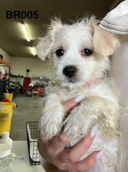 DaisyMae 005 -  Havanese Dog for Adoption in Boone, Colorado - DaisyMae 005 | PetCurious