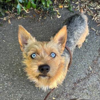 Terrier Dogs Available for Adoption in Goleta, California - Danny Phantom | PetCurious
