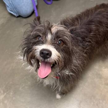 Mixed Breed Dogs Available for Adoption - Jack | PetCurious