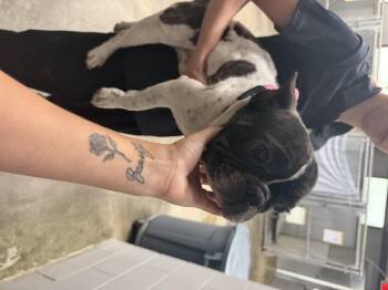 Buddy -  Mixed Breed Dog for Adoption in Elizabethtown, North Carolina - Buddy | PetCurious