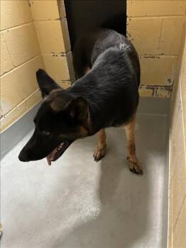 VELMA -  German Shepherd Dog Dog for Adoption in Tulsa, Oklahoma - VELMA | PetCurious