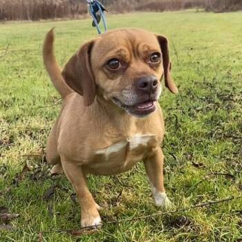 Rescue Beagle Dogs for Adoption in Kittanning, Pennsylvania - Minka | PetCurious