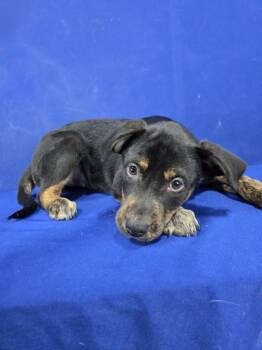 Rescue Mixed Breed Dogs for Adoption in Ruston, Louisiana - Wasabi | PetCurious