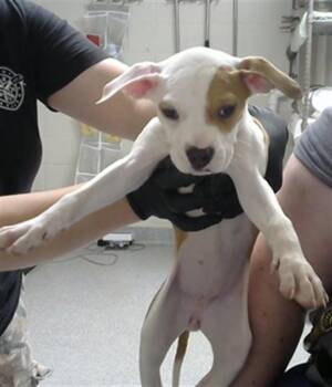 Pit Bull Terrier and Mixed Breed Dogs Available for Adoption in Pasadena, Texas - A185118 | PetCurious