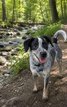 Blue -  Australian Cattle Dog Blue Heeler Dog for Adoption in Berlin, New Jersey - Blue | PetCurious